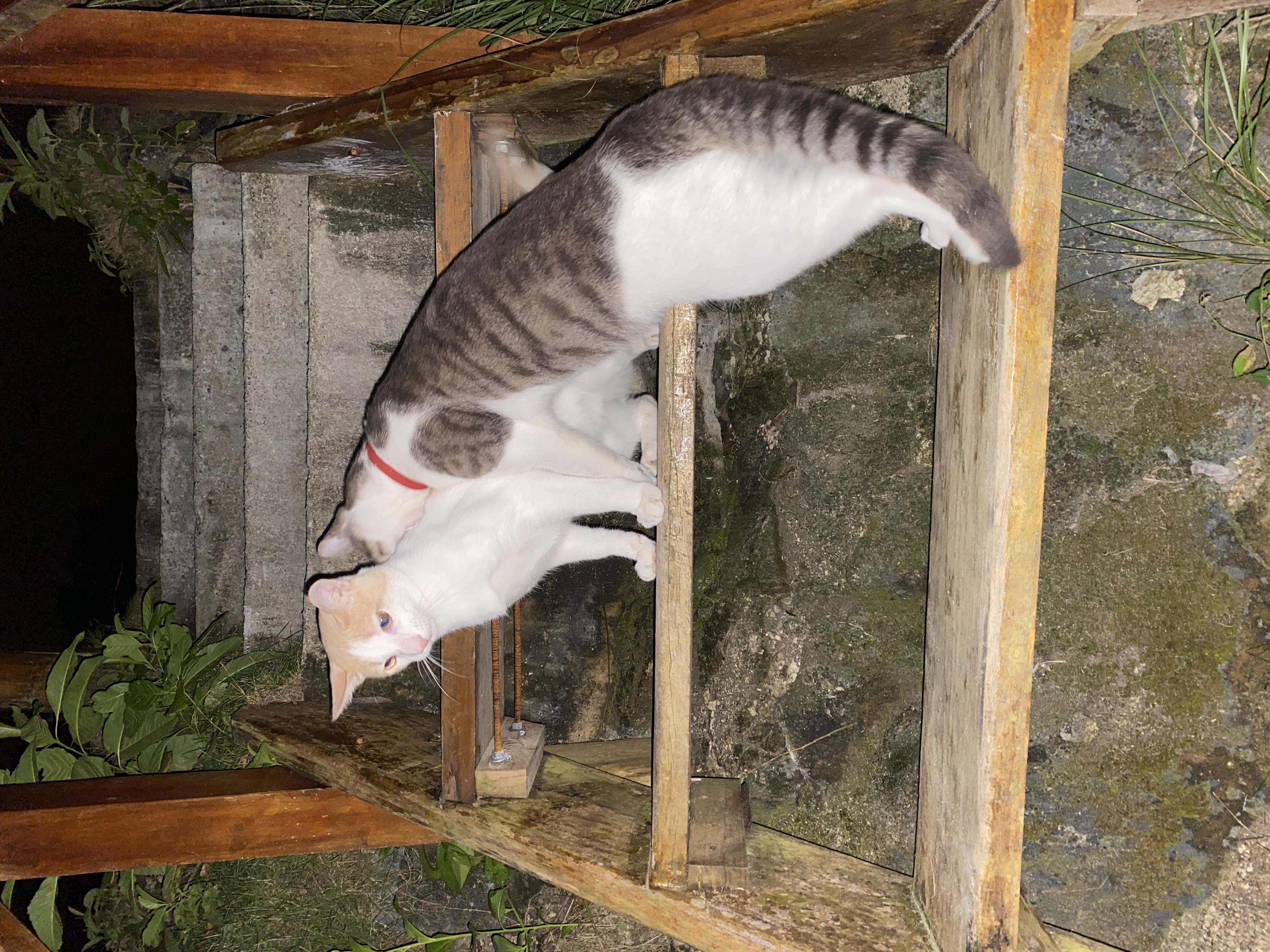 Cats Biting