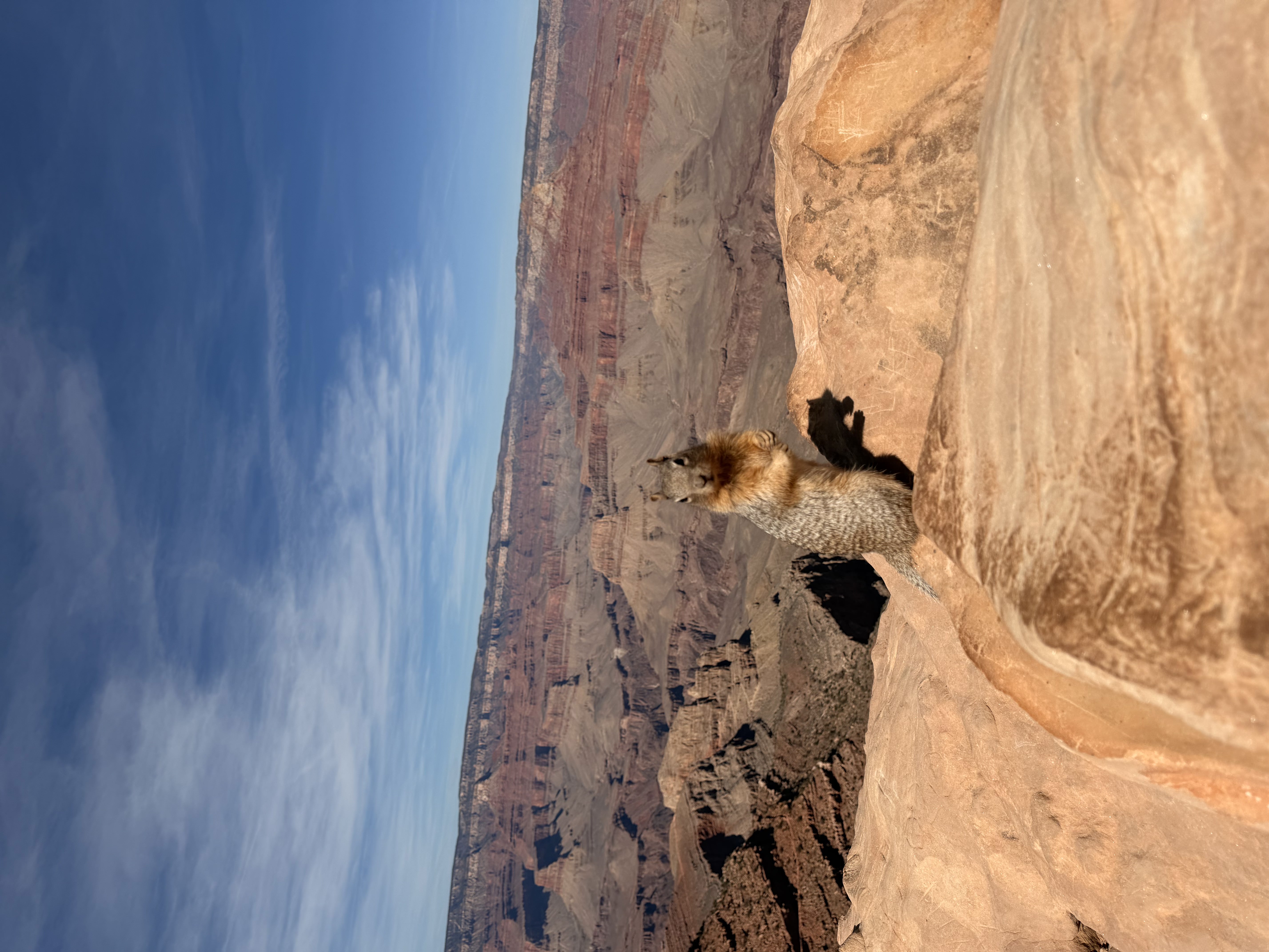 Photogenic Squirrel