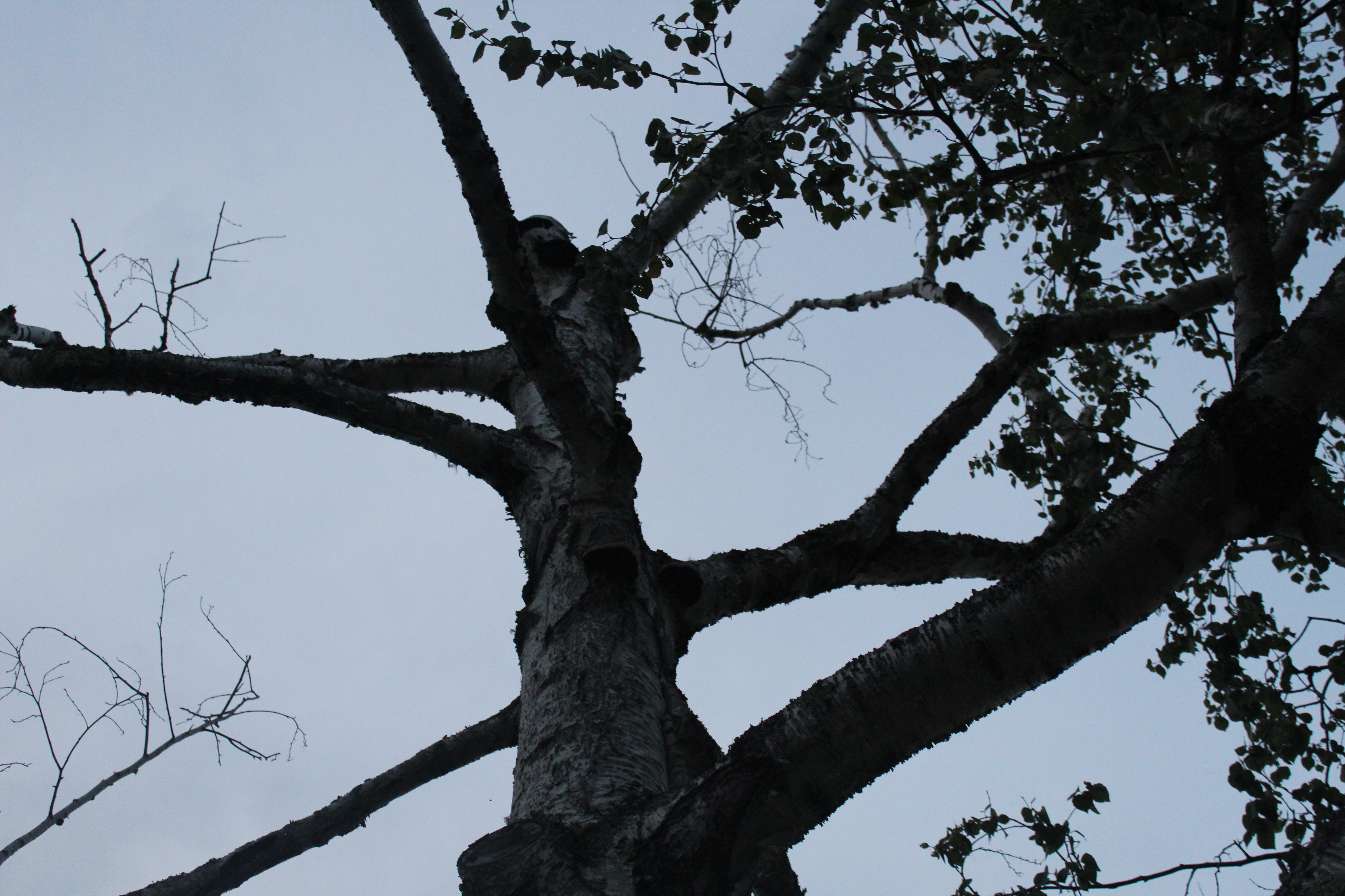 Hostile Tree